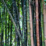Einrichtung mit Bambus